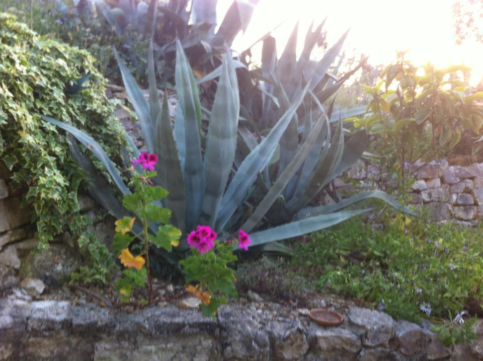 Azienda Agricola B&B Macchiaria Vieste Exterior photo